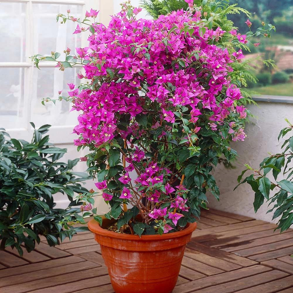 New River Purple Bougainvillea - Image 6