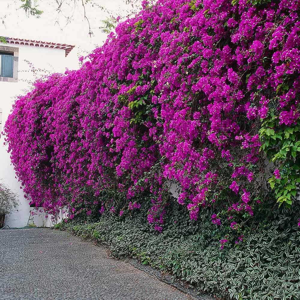 New River Purple Bougainvillea - Image 8