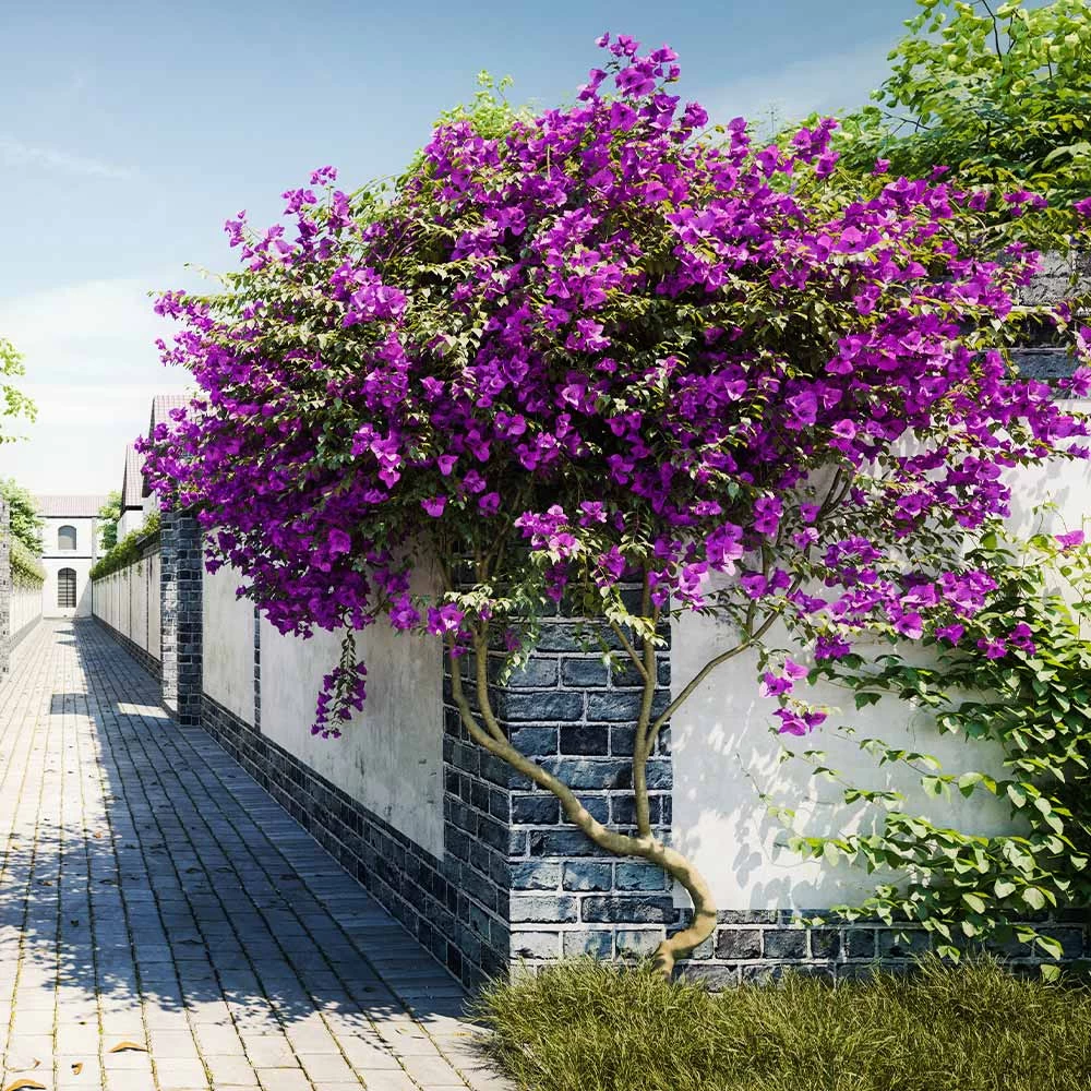 New River Purple Bougainvillea - Image 4