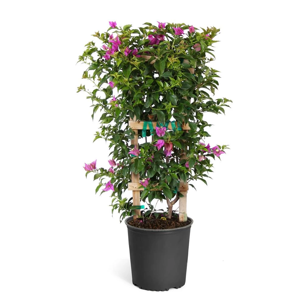 New River Purple Bougainvillea - Image 10