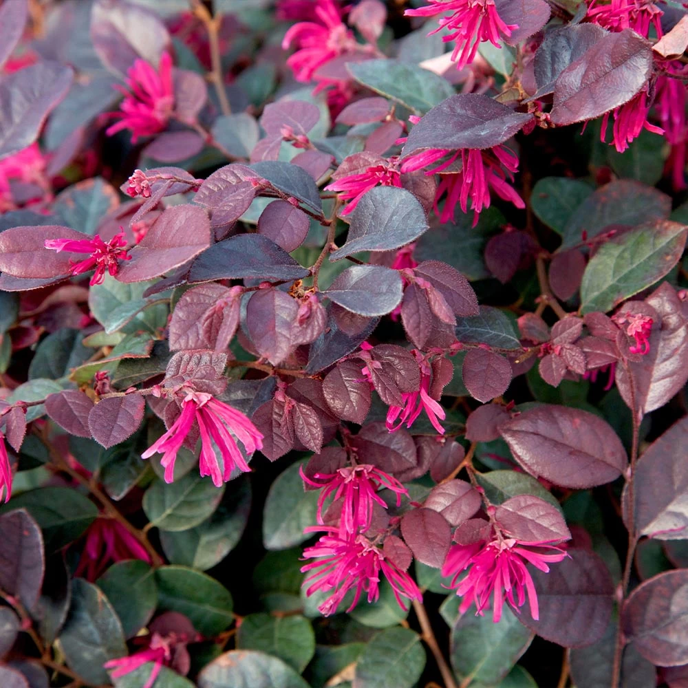 Purple Diamond® Semi-Dwarf Loropetalum - Image 3