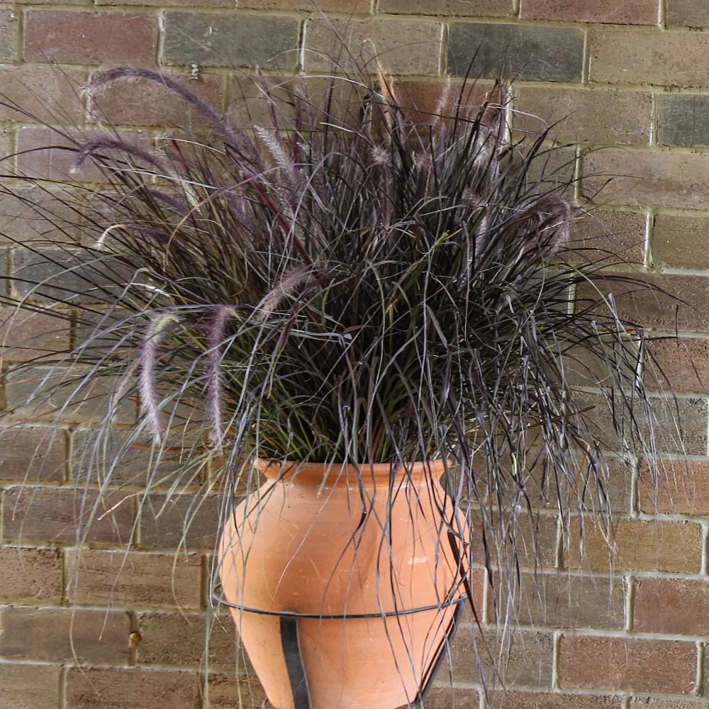 Purple Fountain Grass - Image 5