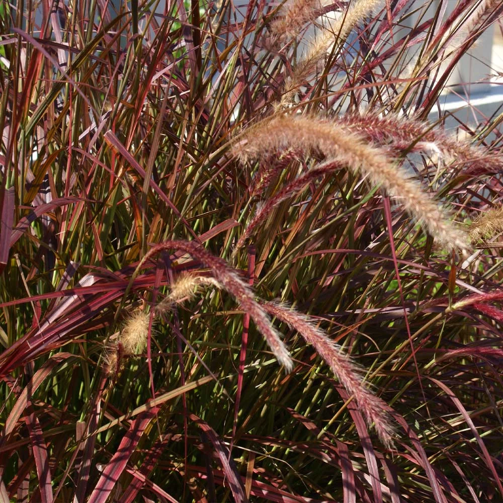 Purple Fountain Grass - Image 3