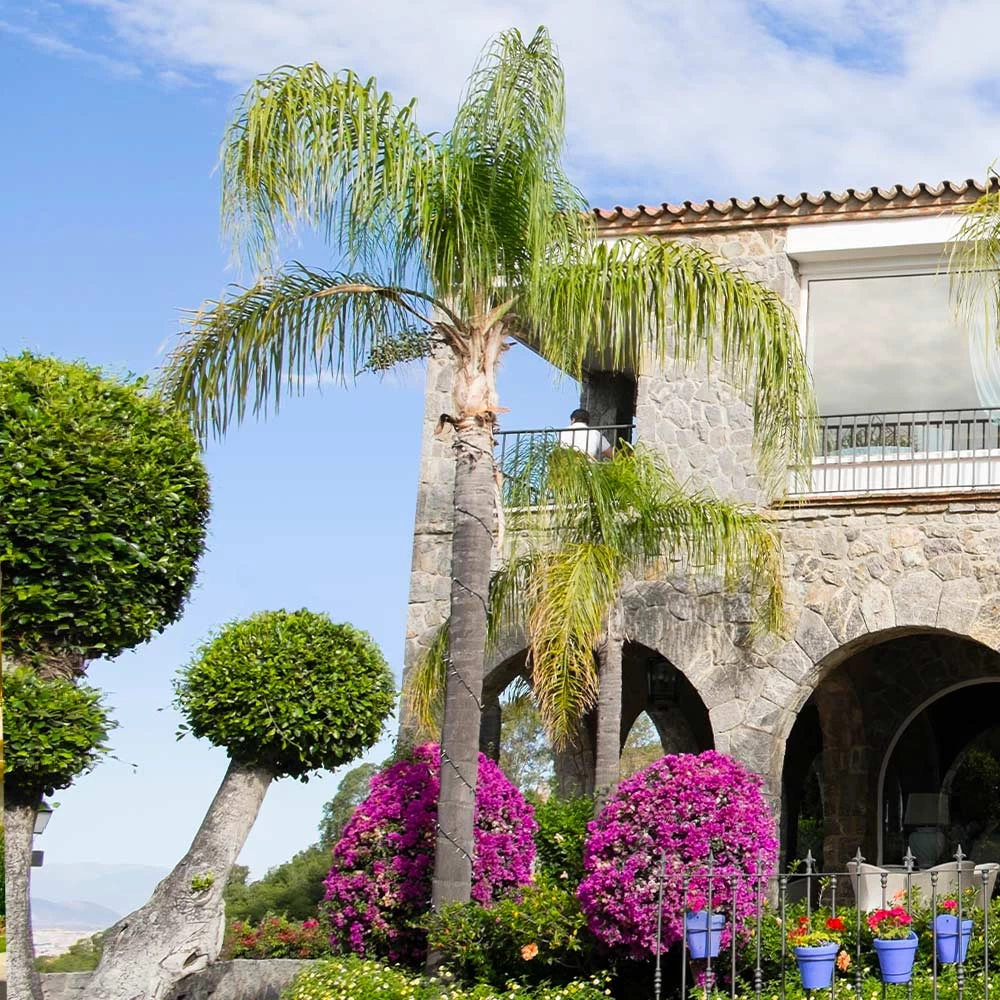 Queen Palm - Image 3