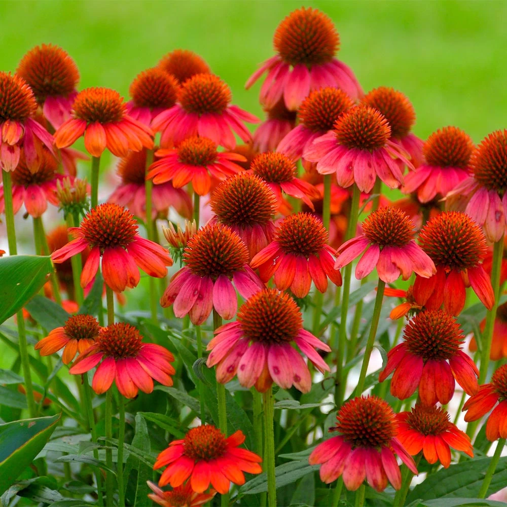 Sombrero® Salsa Red Coneflower - Image 2