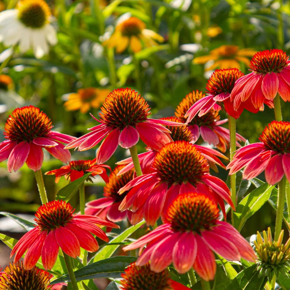 Sombrero® Salsa Red Coneflower - Image 5