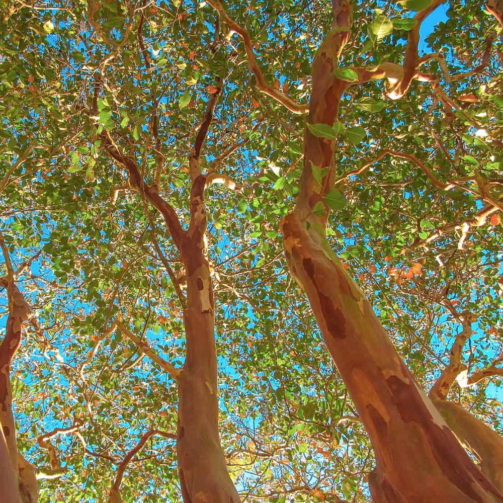 Red Rocket Crape Myrtle - Image 4