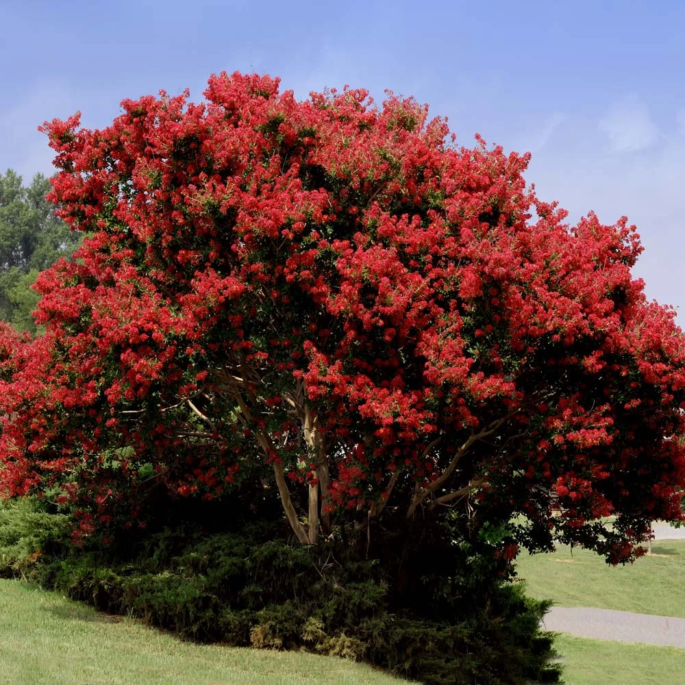 Red Rocket Crape Myrtle - Image 2
