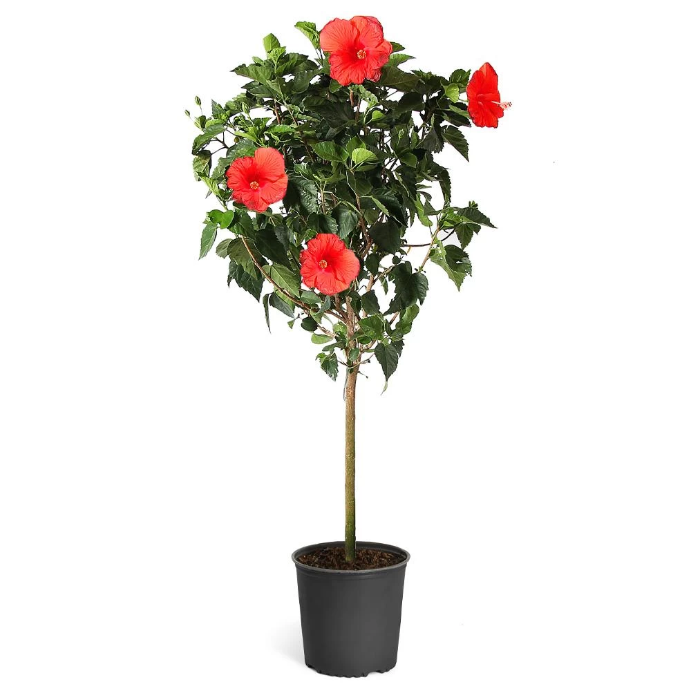Red Tropical Hibiscus Tree - Image 6
