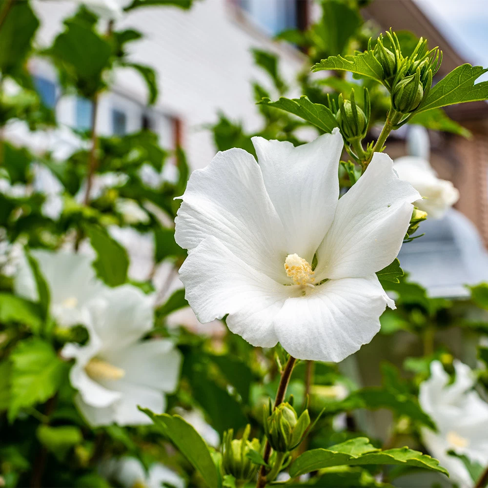White Rose Of Sharon Althea Tree - Image 2