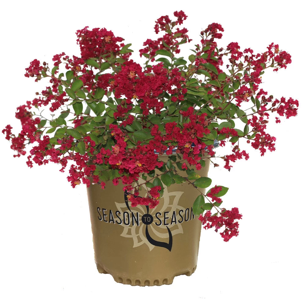 Ruby Prince™ Emerald Empire® Crape Myrtle Tree - Image 4