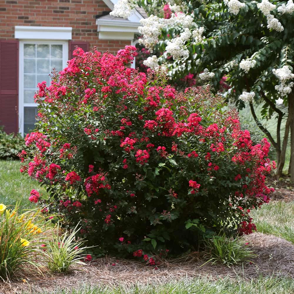 Ruby Prince™ Emerald Empire® Crape Myrtle Tree - Image 2