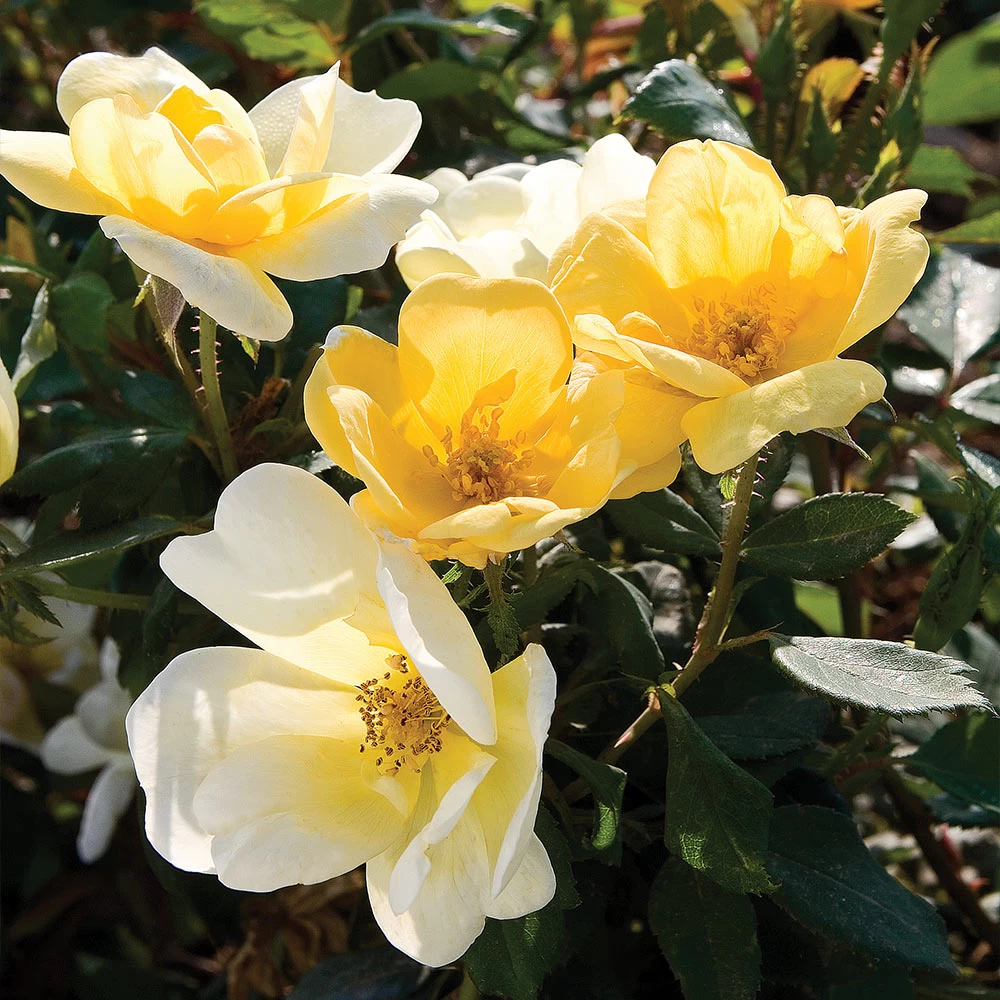 Sunny Knock Out® Rose Tree - Image 4