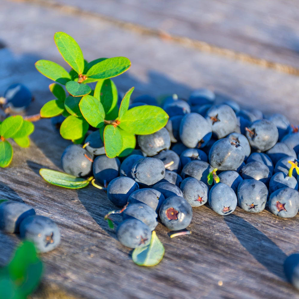 Sunshine Blue Blueberry Bush - Image 3