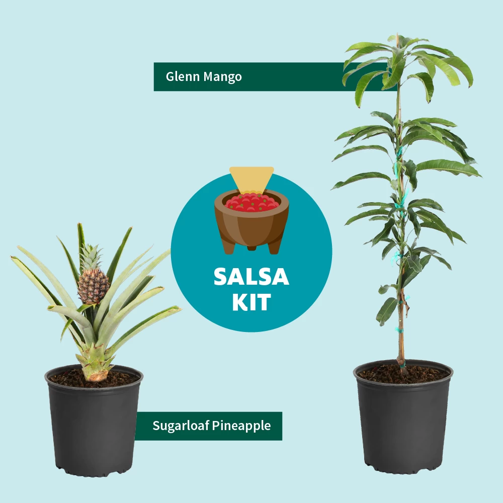 Salsa Kit - Image 3