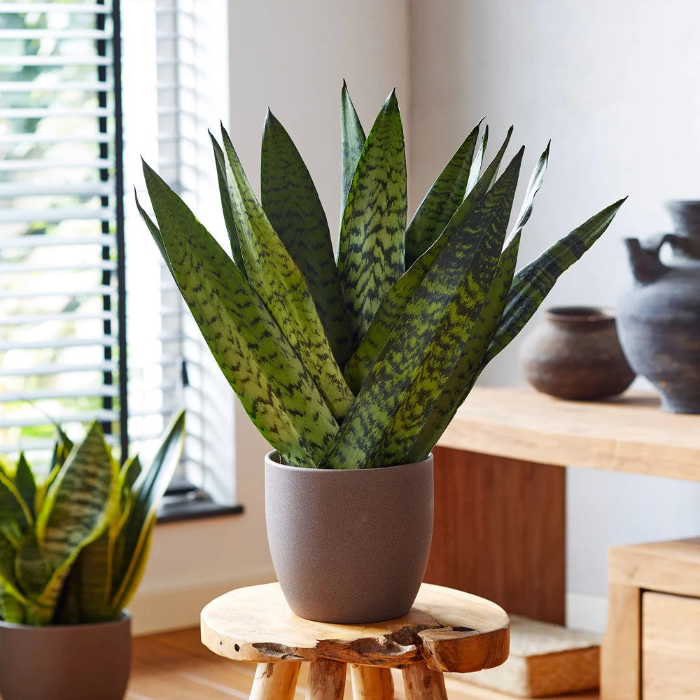 New Apartment House Plant Kit - Image 5