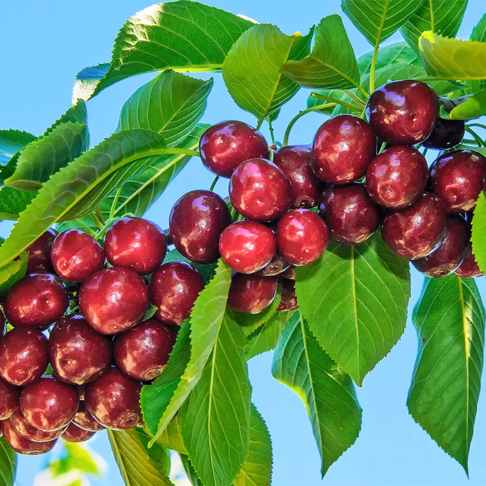 Santinaâ„¢ Cherry Tree - Image 2