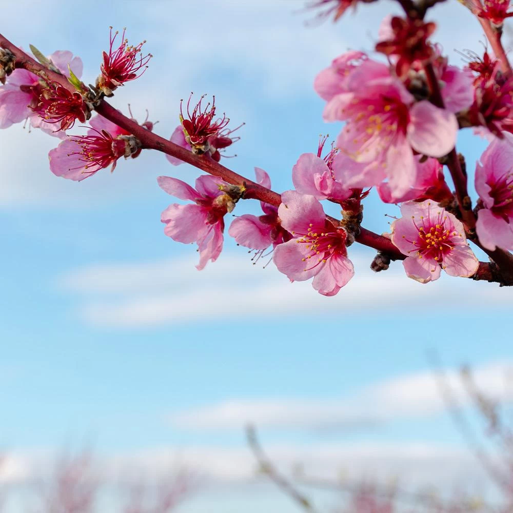 Saturn Peach Tree - Image 5