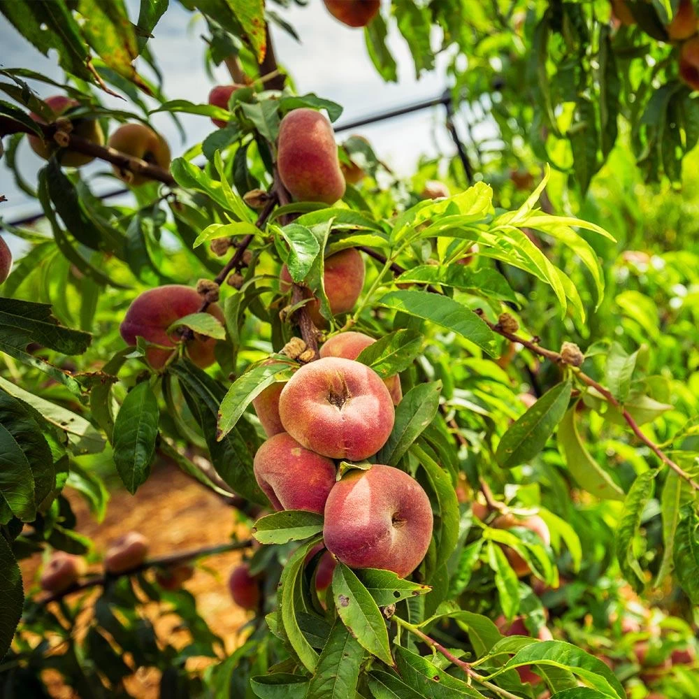 Saturn Peach Tree - Image 3
