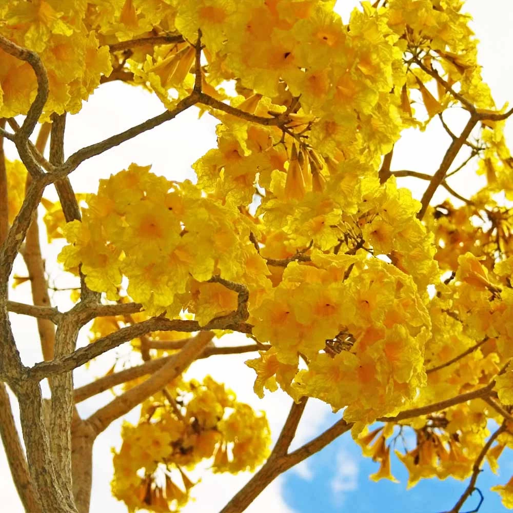 Yellow Trumpet Tree - Image 3
