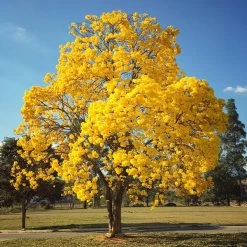 Yellow Trumpet Tree