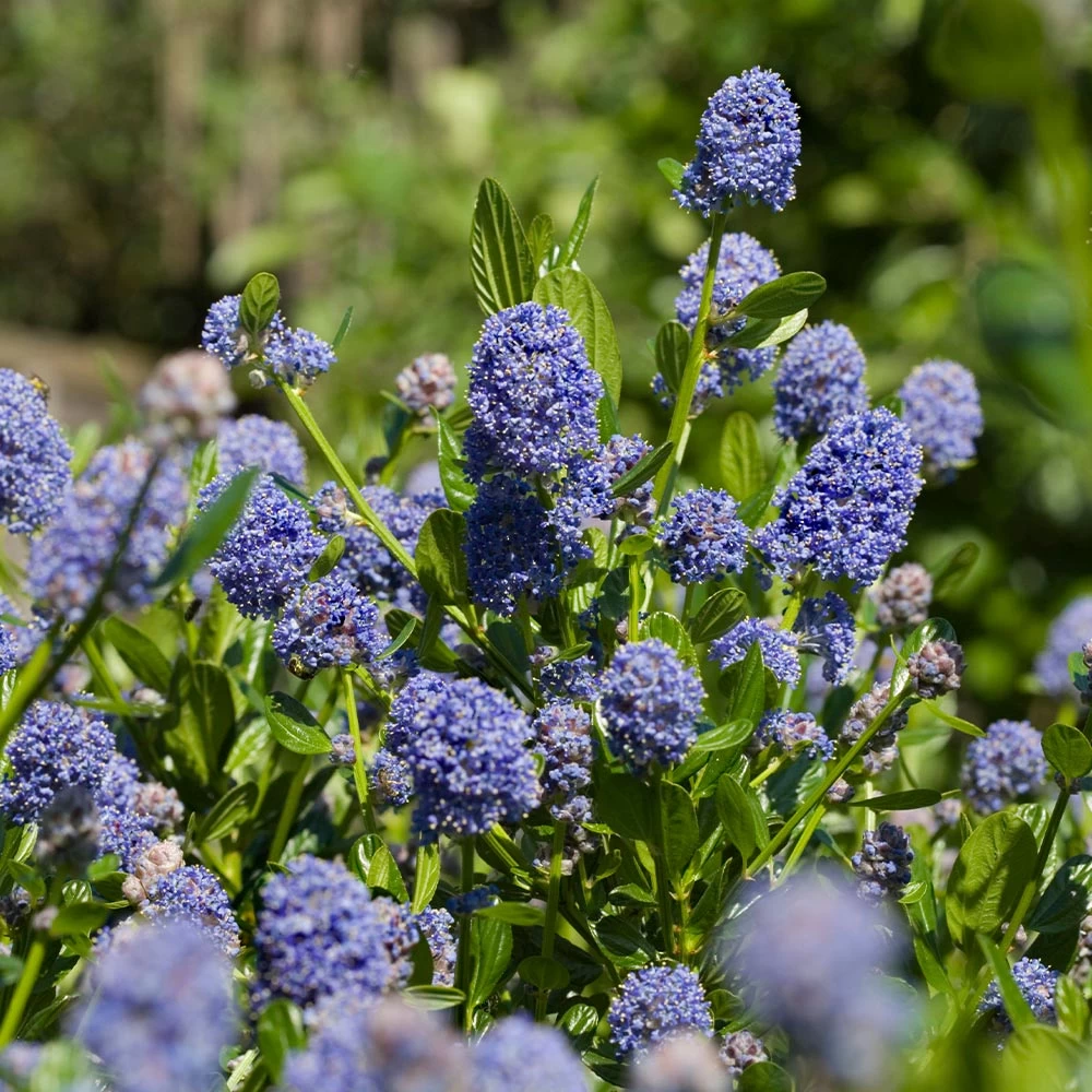 Skylark California Lilac - Image 3