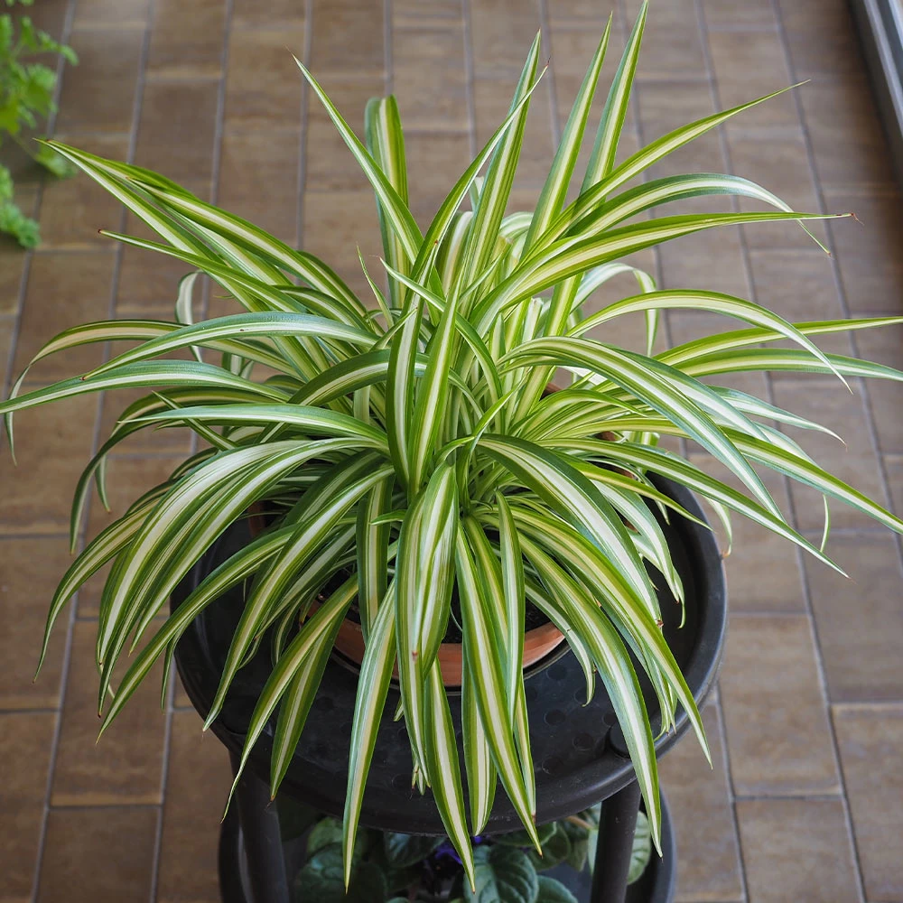Spider Plant - Image 4