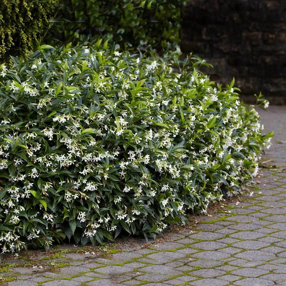 Star Jasmine - Image 4