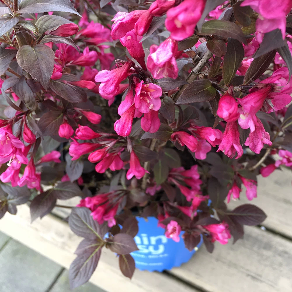 Stunner® Weigela - Image 3
