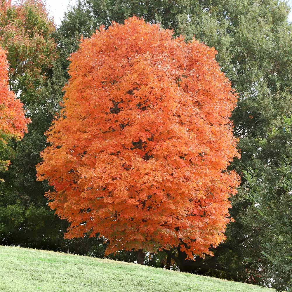 Sugar Maple Tree - Image 6