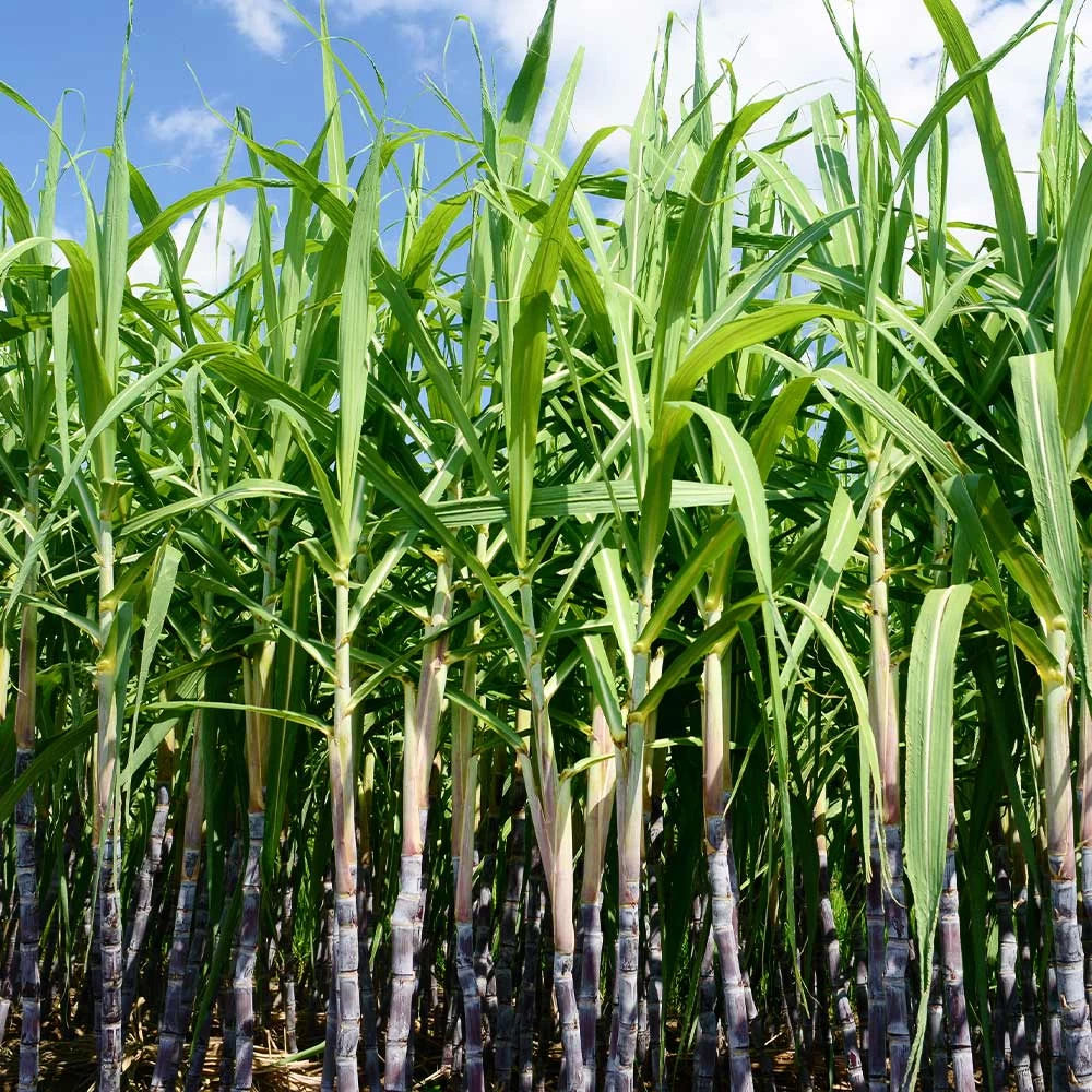 Sugar Cane - Image 3