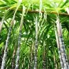 Sugar Cane