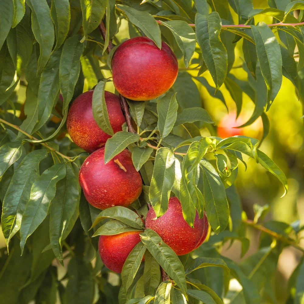 Sunglo Nectarine Tree - Image 2