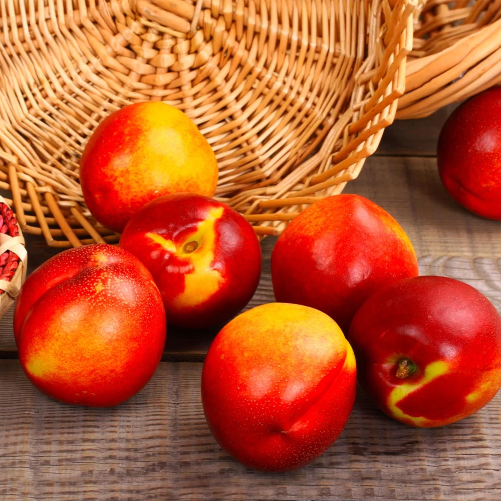 Sunglo Nectarine Tree - Image 3