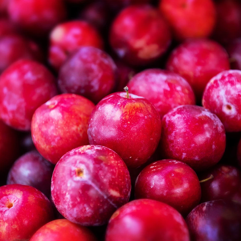 Superior Plum Tree - Image 3