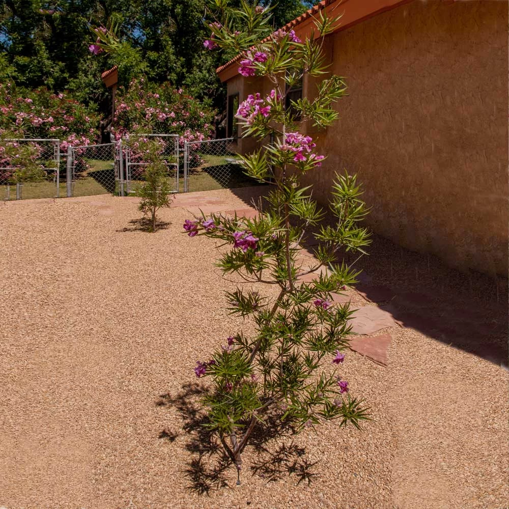 Sweet Bubba Seedless Desert Willow - Image 3