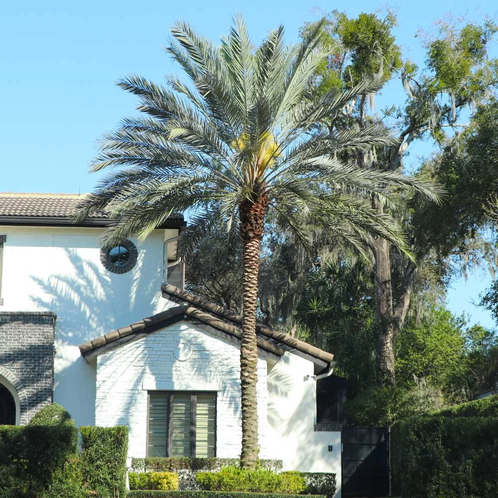 Sylvester Palm - Image 2