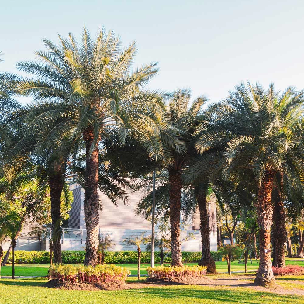 Sylvester Palm - Image 3