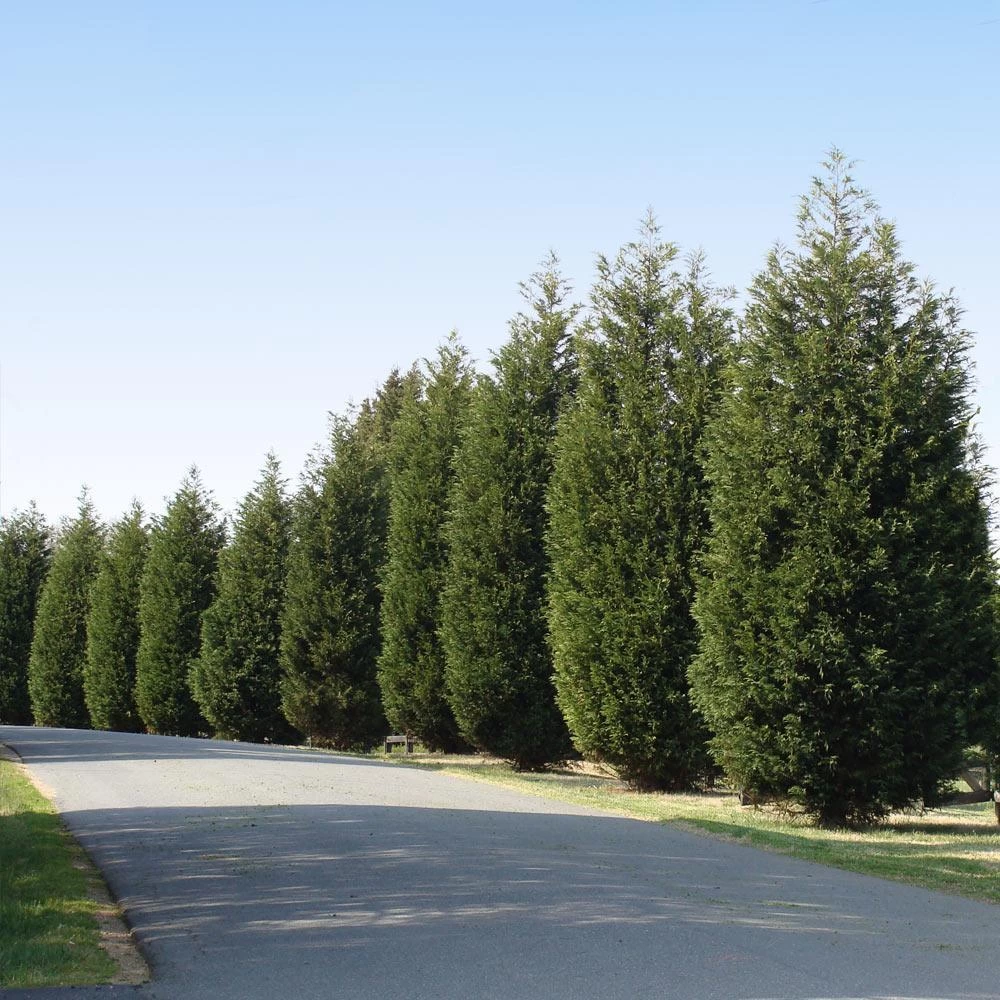 'Techny' Cold Hardy Thuja Tree - Image 2