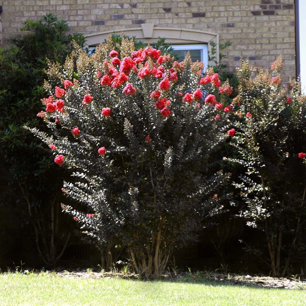 Thunderstruckâ„¢ Coral Boomâ„¢ Crape Myrtle Tree - Image 4