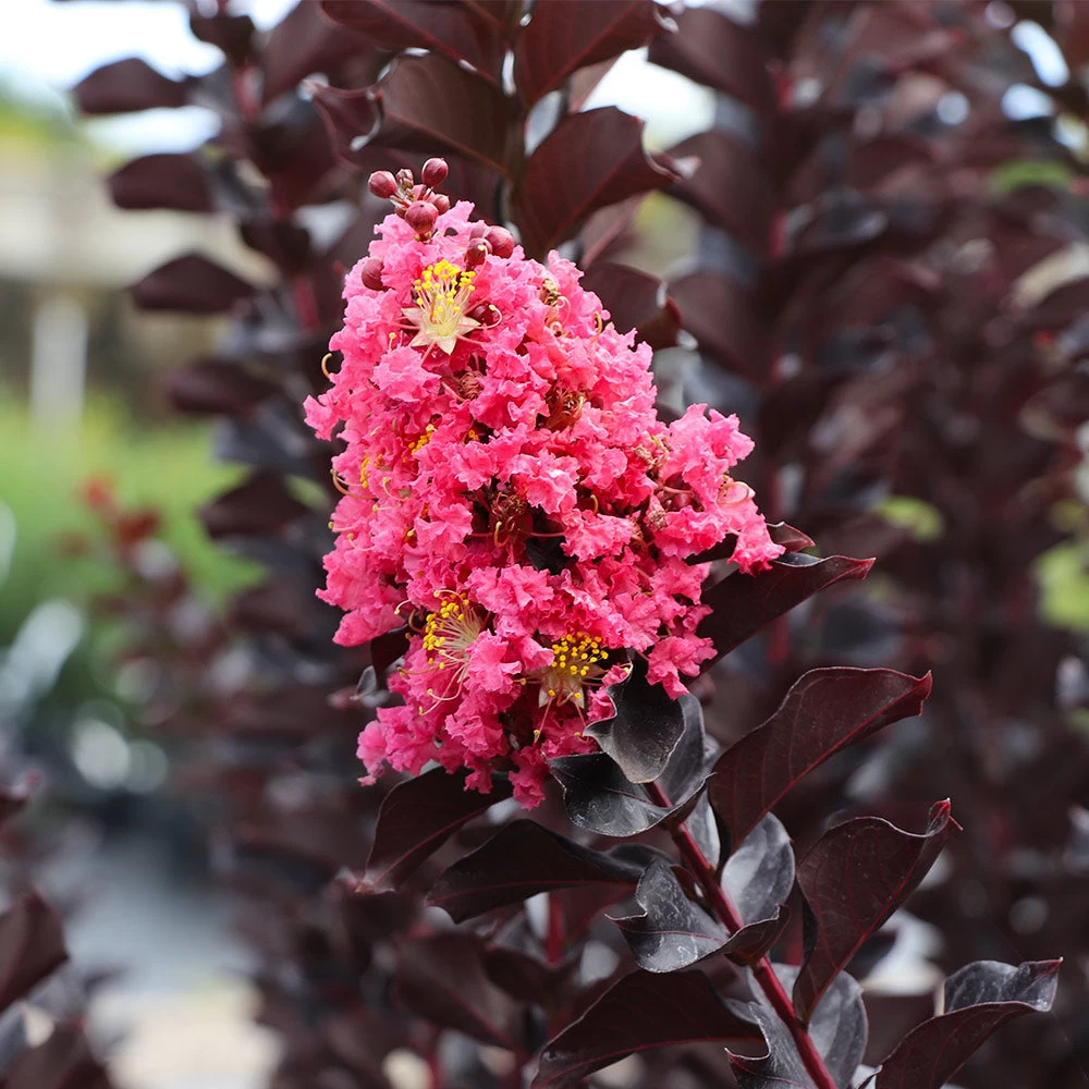 Thunderstruckâ„¢ Coral Boomâ„¢ Crape Myrtle Tree - Image 2