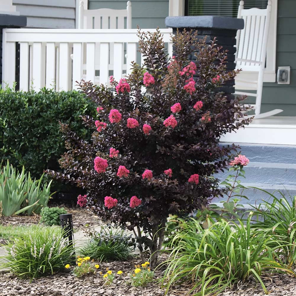 Thunderstruckâ„¢ Coral Boomâ„¢ Crape Myrtle Tree - Image 3
