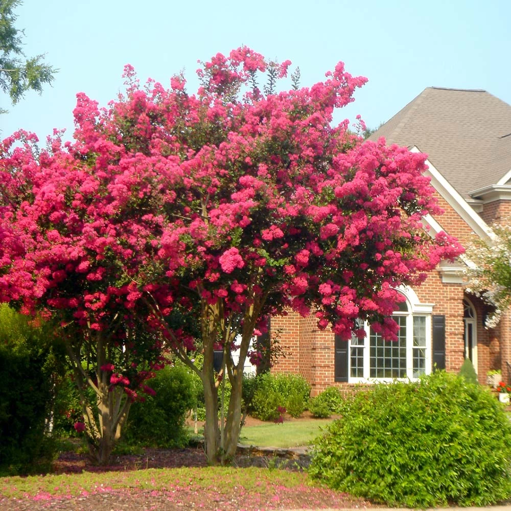 Tonto Crape Myrtle Tree - Image 2