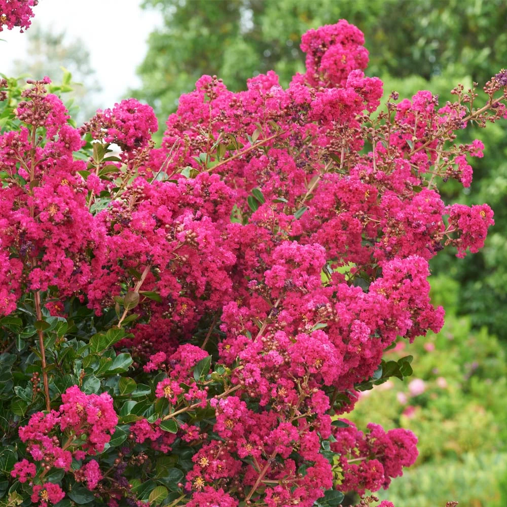 Tonto Crape Myrtle Tree - Image 4