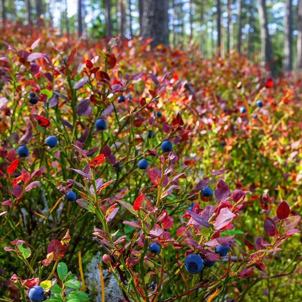 Top Hat Blueberry Bush - Image 6