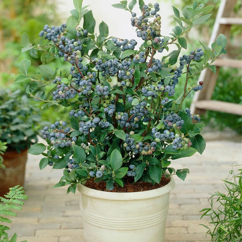 Top Hat Blueberry Bush - Image 2