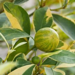 Pink Variegated Eureka Lemon Tree