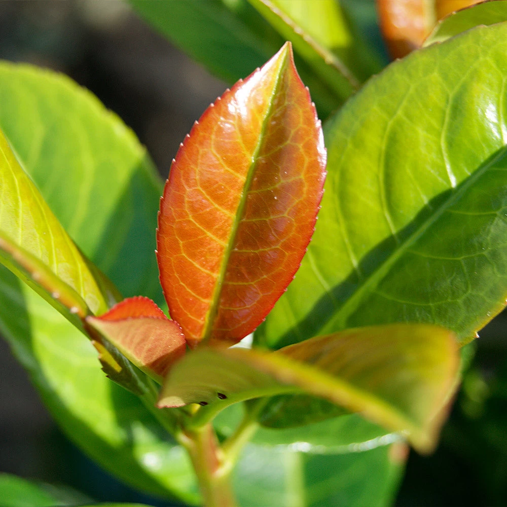 Volcano Cherry Laurel - Image 2