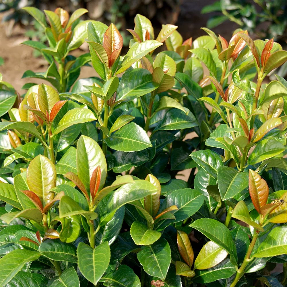 Volcano Cherry Laurel - Image 3