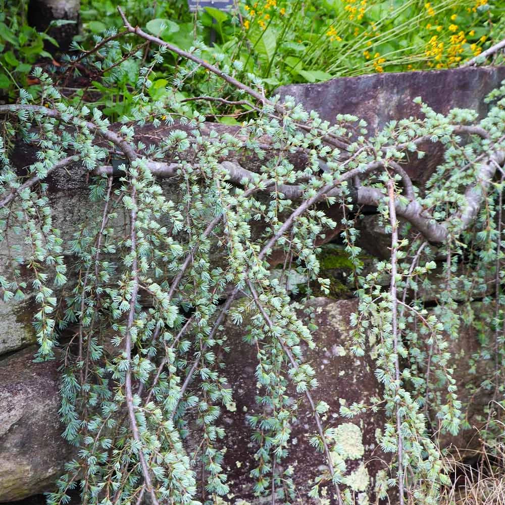 Weeping Blue Atlas Cedar Tree - Image 3
